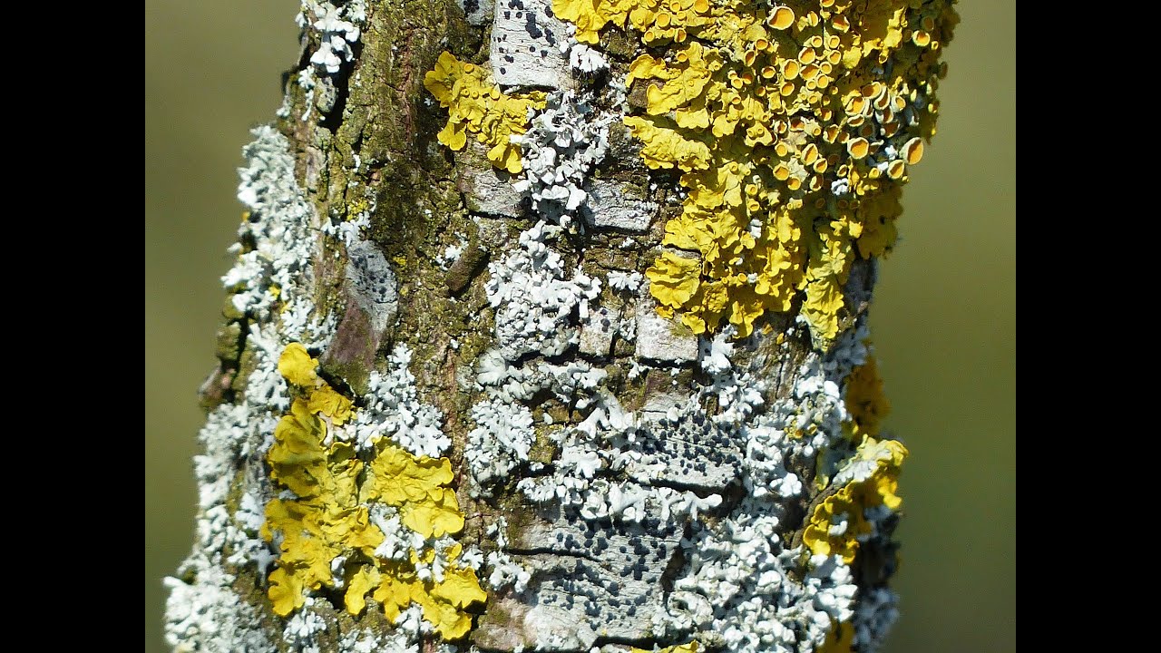 Mission lichens : protocole exp&eacute;rimental