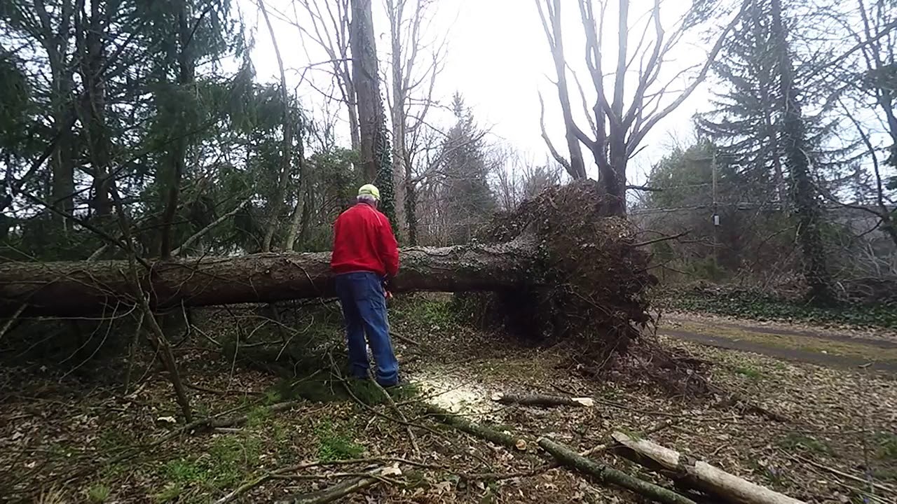 Big Flop Resetting root ball on blown over pine
