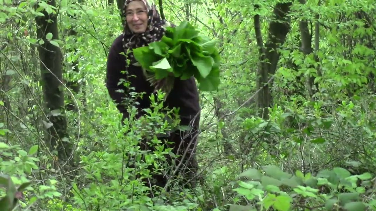 🌲🌿 Ormanın Derininde Kuşkonmaz Aradık! Kaldırık Bulduk | Doğadan Toplama
