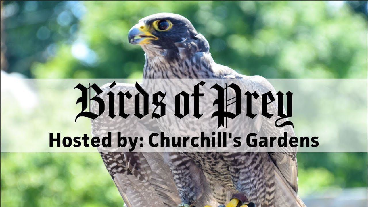Birds of Prey || On the Wing