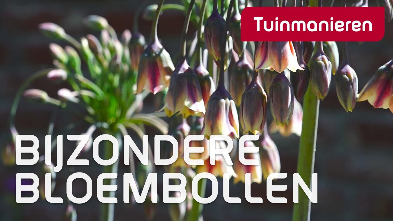 Bijzondere bloembollen | Lente | Tuinmanieren