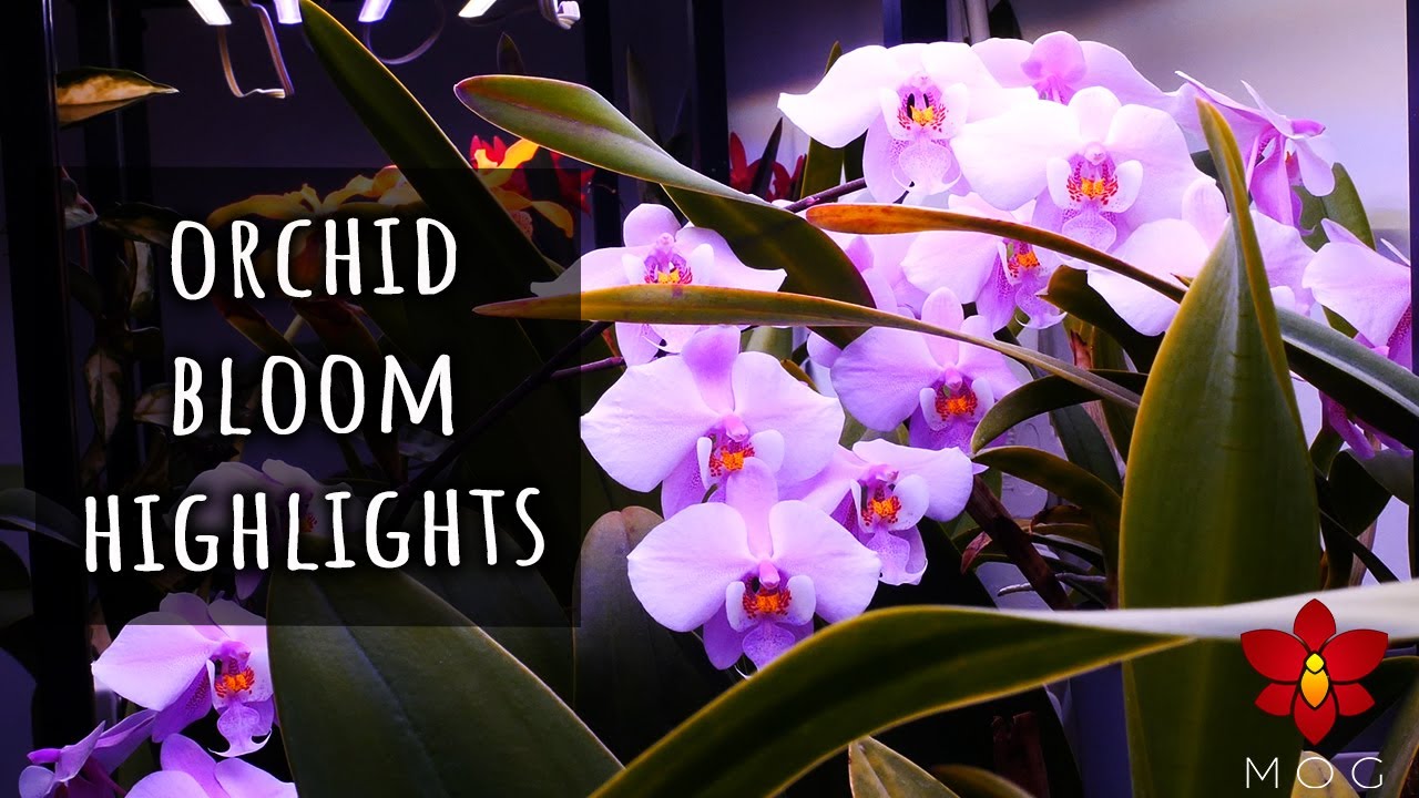 Orchid Bloom Highlights - a chill tour of my blooming Orchids