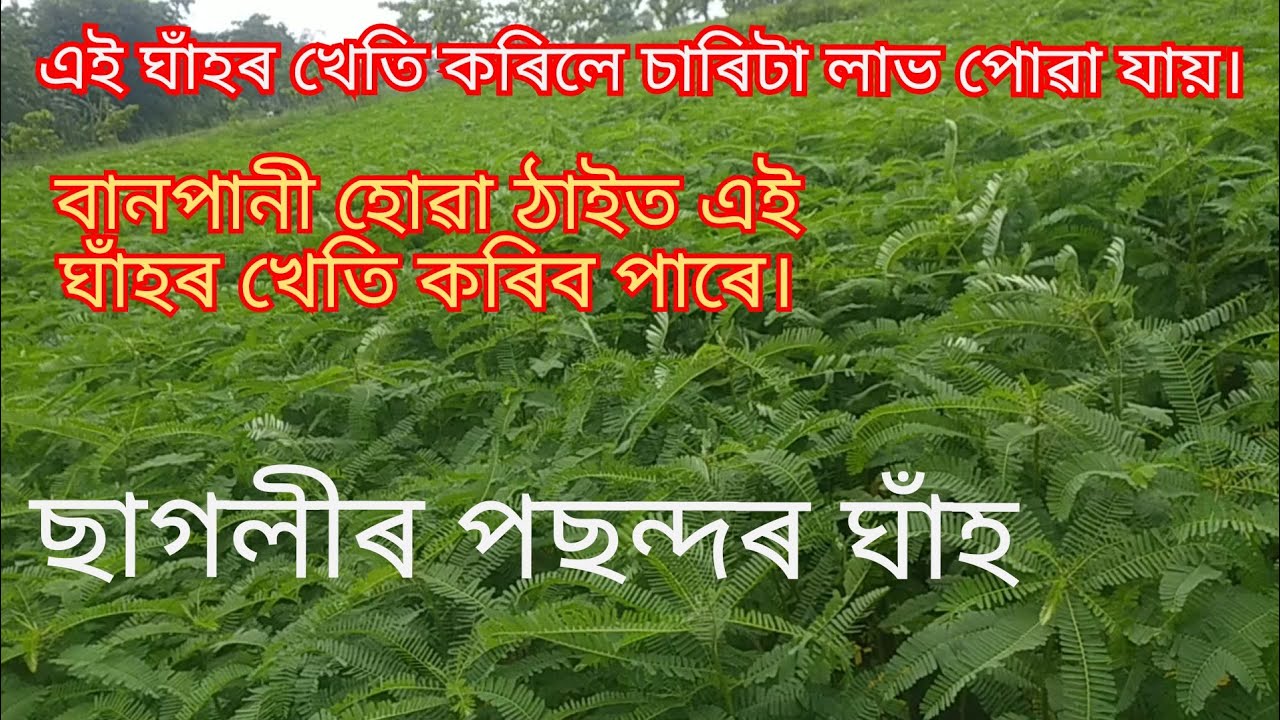 Grass for goat. Assam goat farm. 8638035590