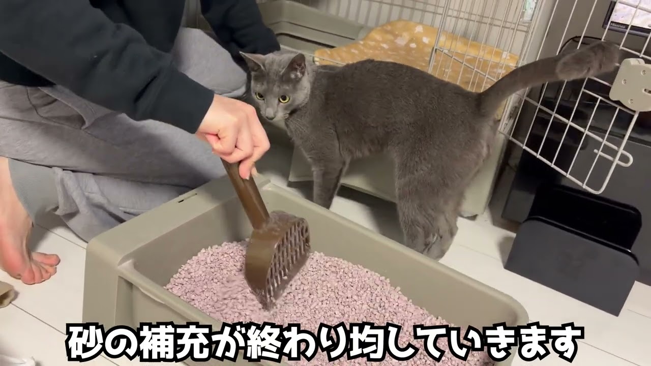 【気になるにゃーす】トイレの砂交換！