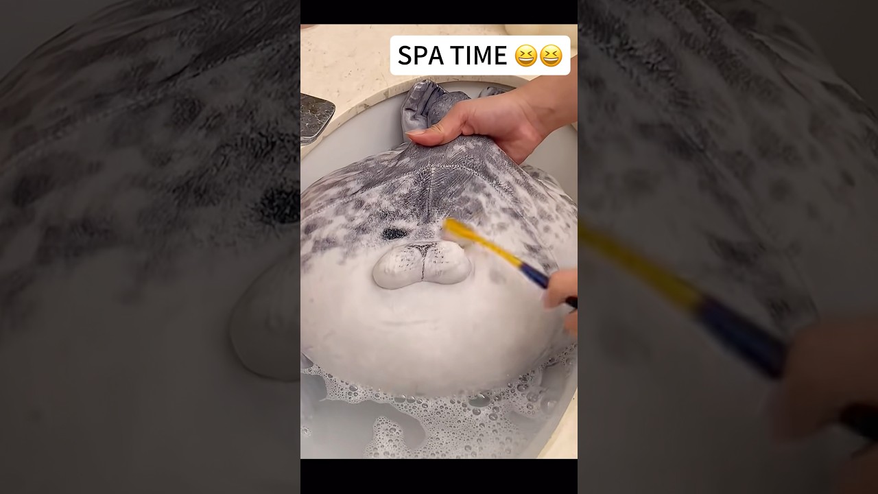Время отдыха для моего тюленя 🥰🥰🥰