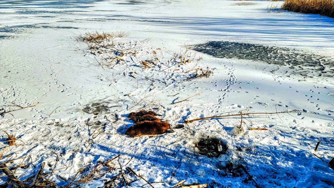 Beaver Trapping with H Stands (Numerous Catches)