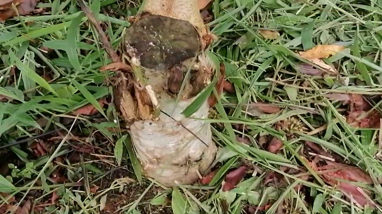 cedro rosado edad  3 años,  orito putumayo   alternado con otros cultivos pancoger