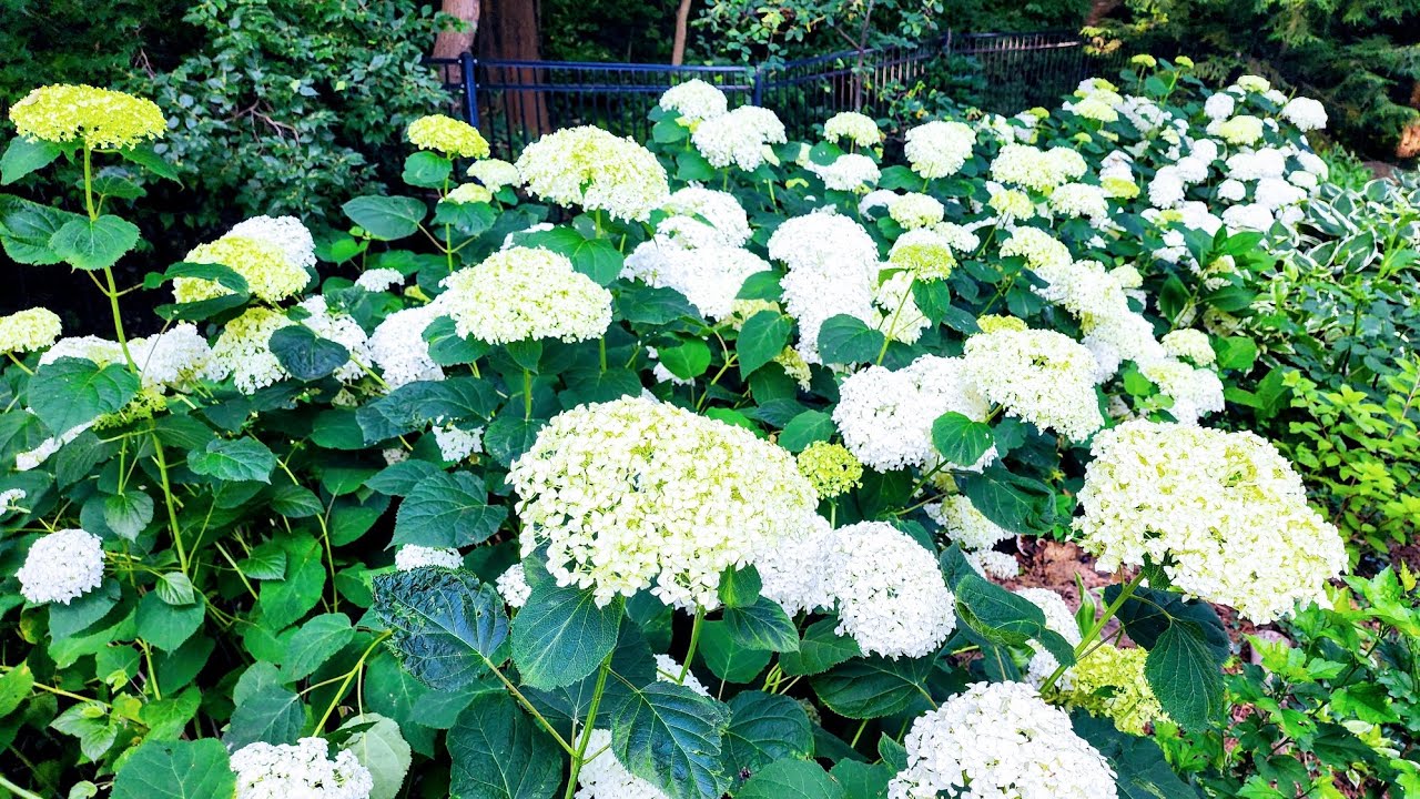 Smooth Hydrangeas in Full Bloom