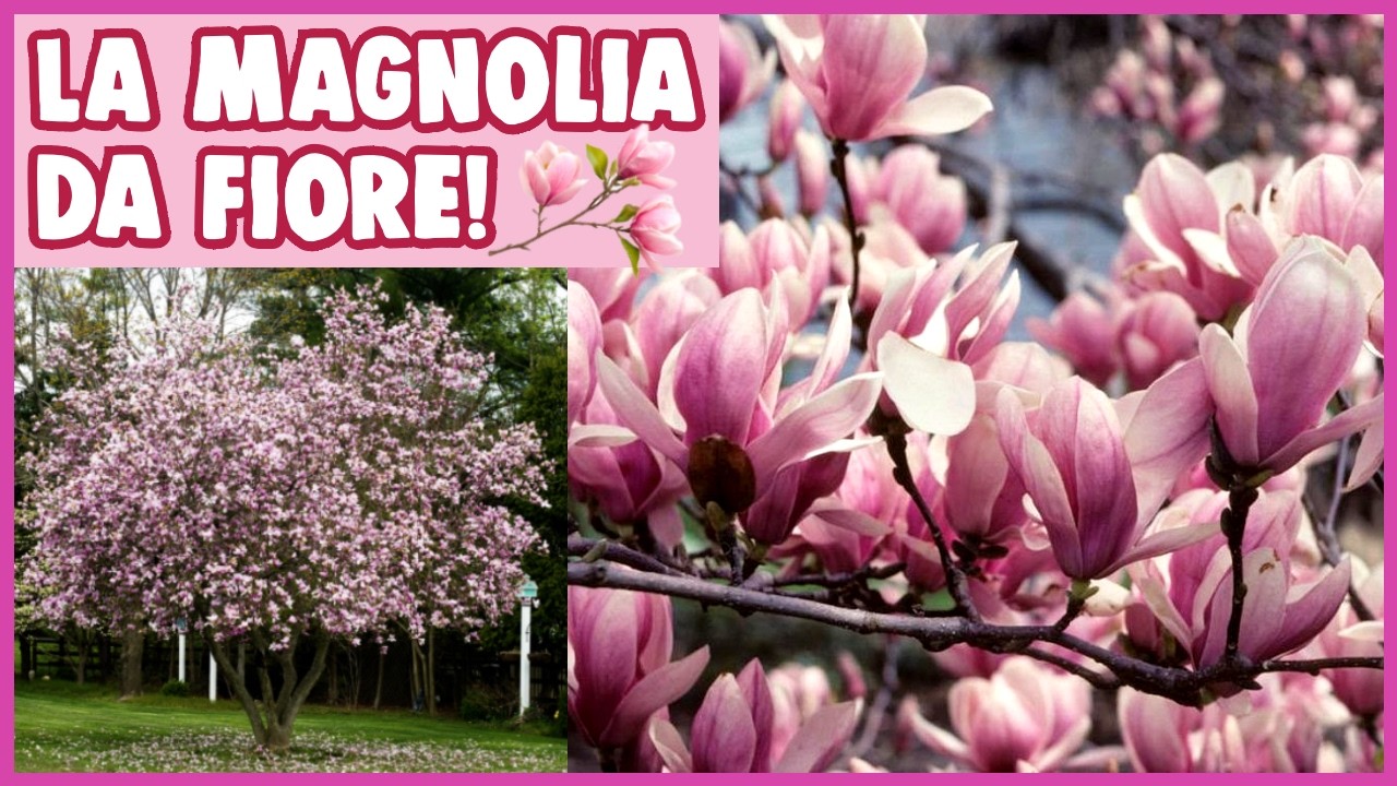 COME COLTIVARE la MAGNOLIA x soulangeana: GUIDA COMPLETA🌳🌸