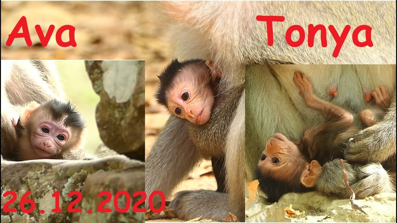 Welcome Two Newborn Baby Girl Gave Birth Same Day From Mom Toma Baby Tonya and Mom Anita Baby Astra.