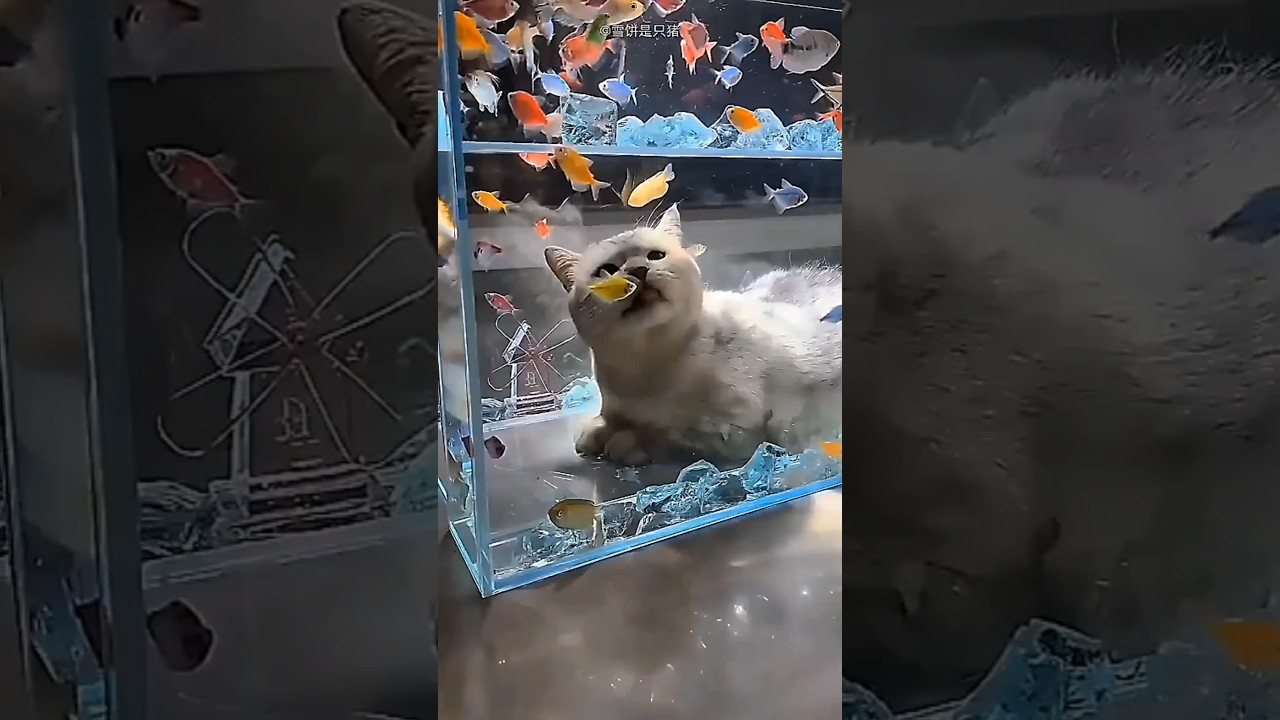 Owner built a special aquarium for cat 😍 