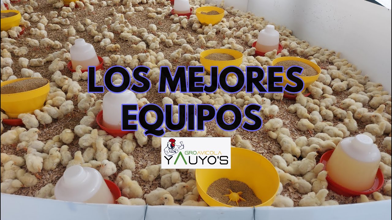 CUANTOS EQUIPOS AVICOLAS  SE REQUIERE  PARA CRIAR 1000 POLLOS Y TENER EXITO.