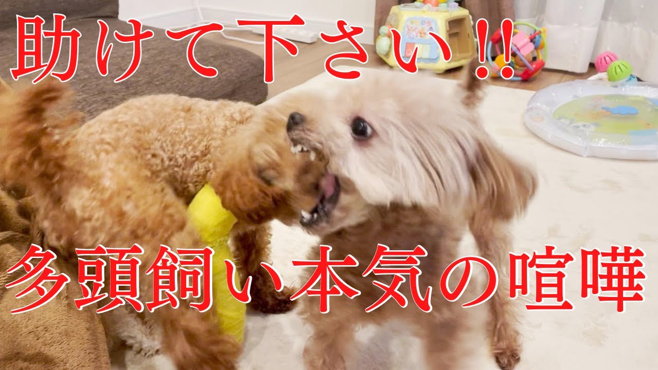 助けて下さい‼︎多頭飼い、本気の喧嘩