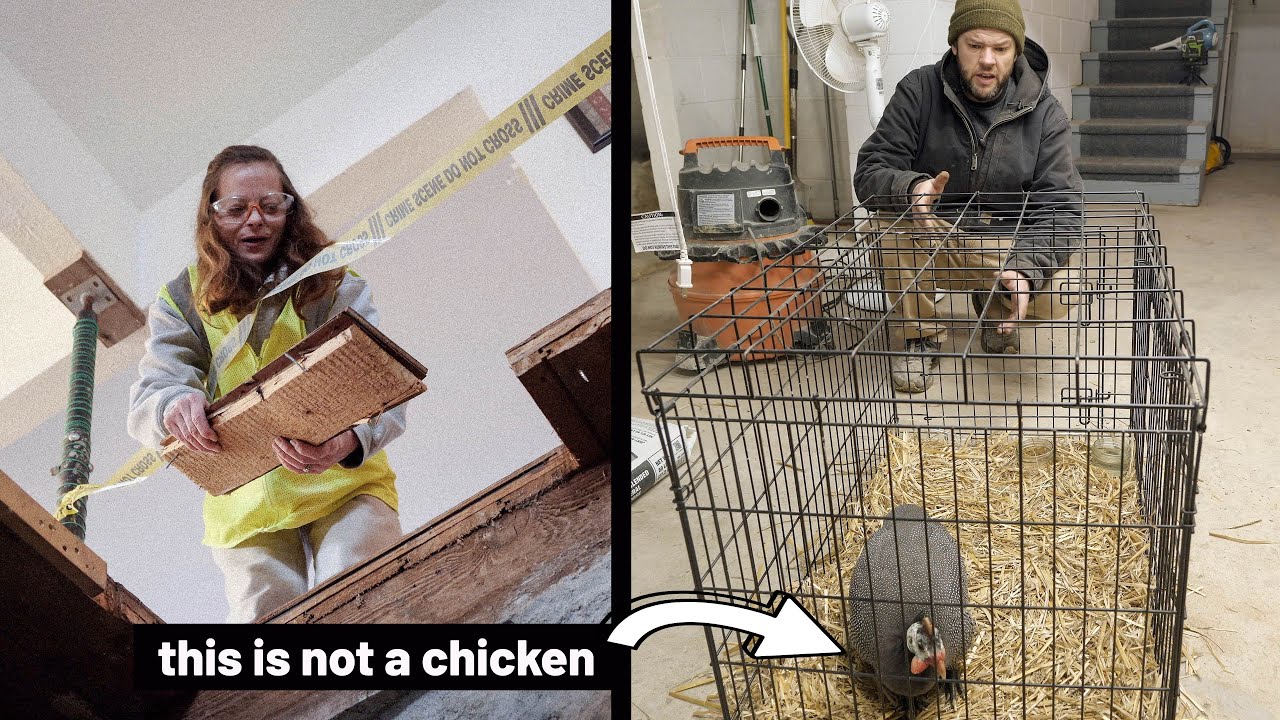 Farmhouse Basement Shenanigans & Another Chicken in the House