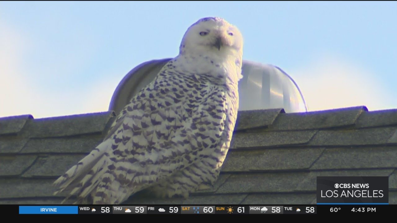 Birdwatchers flock to Cypress for chance to check out rare snowy owl