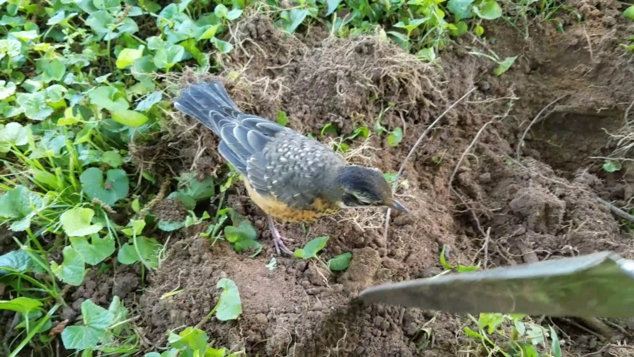 Helping a robin find worms