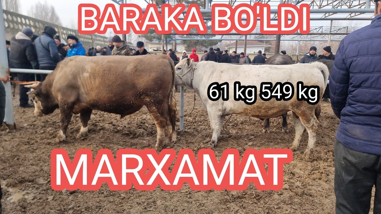 Marxamat bol bozoriмархамат мол бозори