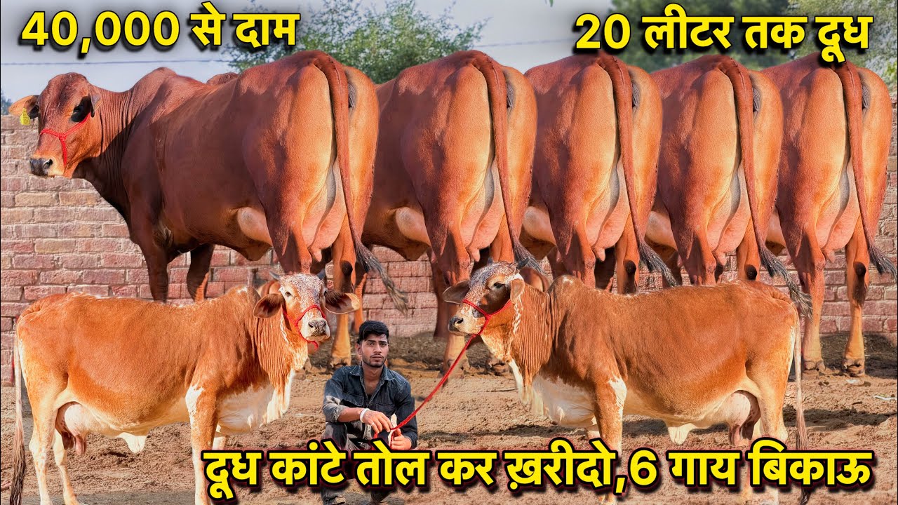 40,000 से दाम,20 लीटर तक दूध👌6 गाय बिकाऊ | दूध कांटे तोल कर ख़रीदो गाय👍Top Cross Breed Cows For Sale