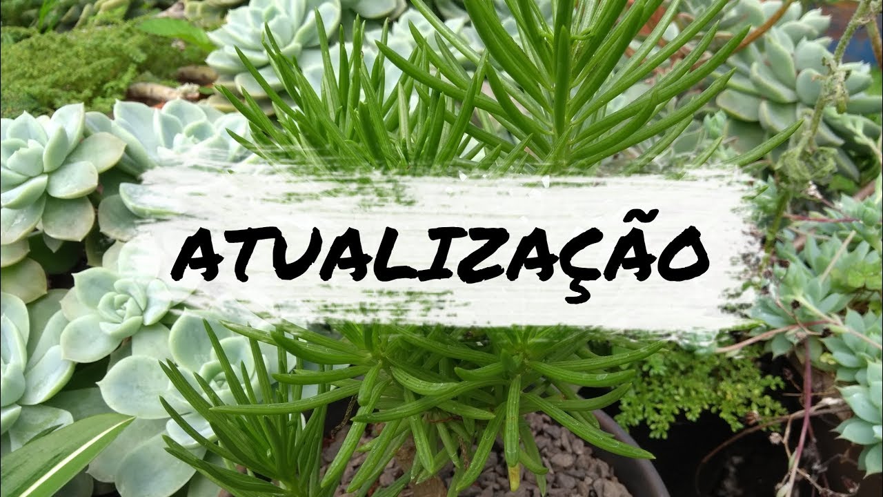 Estufa de Suculentas - Plantas Matrizes