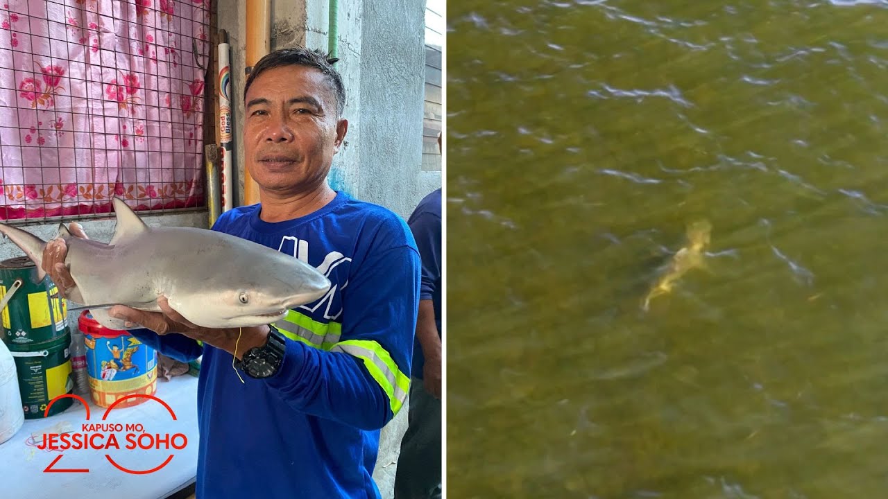 Mangingisda sa Calumpit, Bulacan, may nalambat na pating?! | Kapuso Mo, Jessica Soho