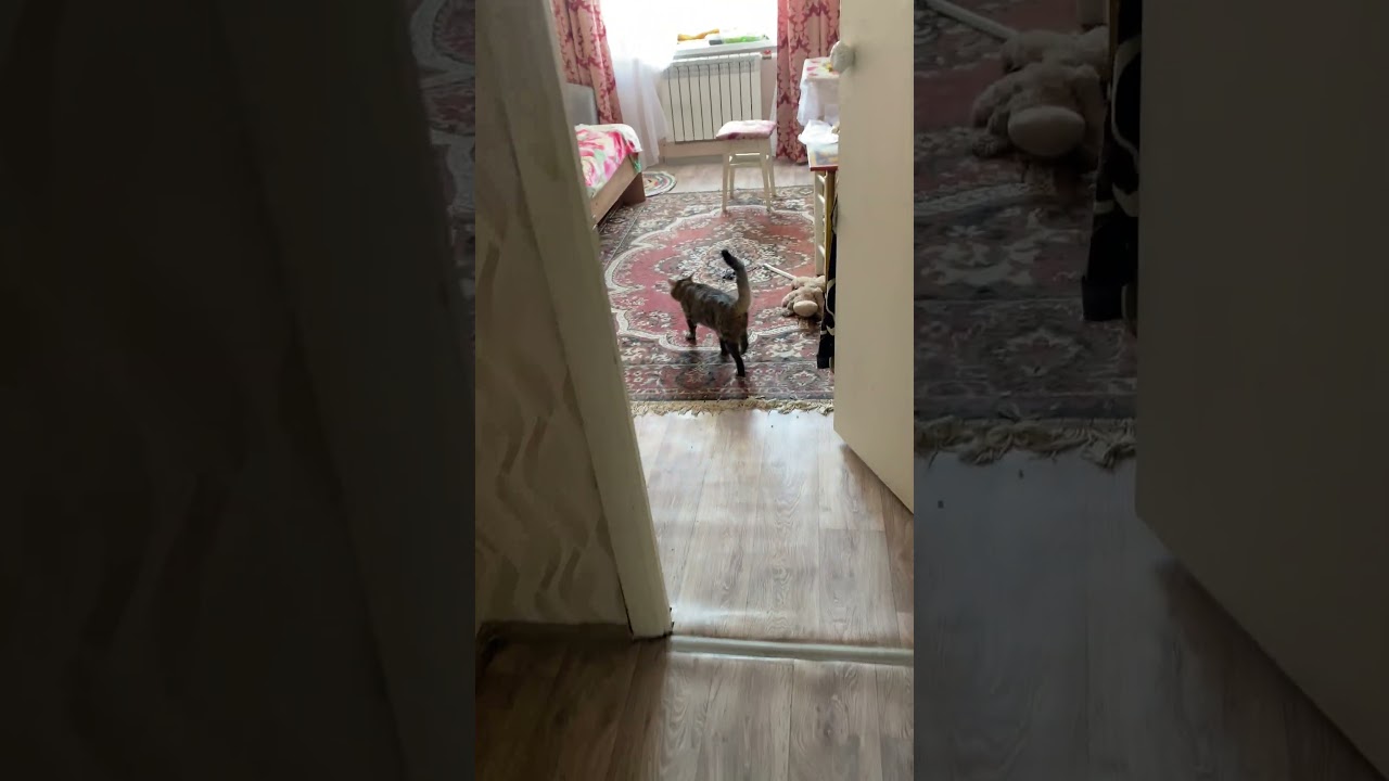 Пока делаем ремонт животные у бабушки)))