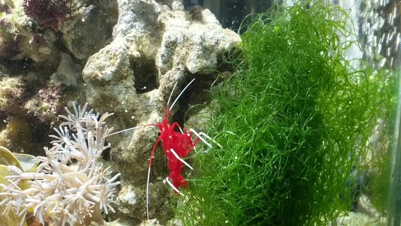 Lysmata debelius and pistol shrimp