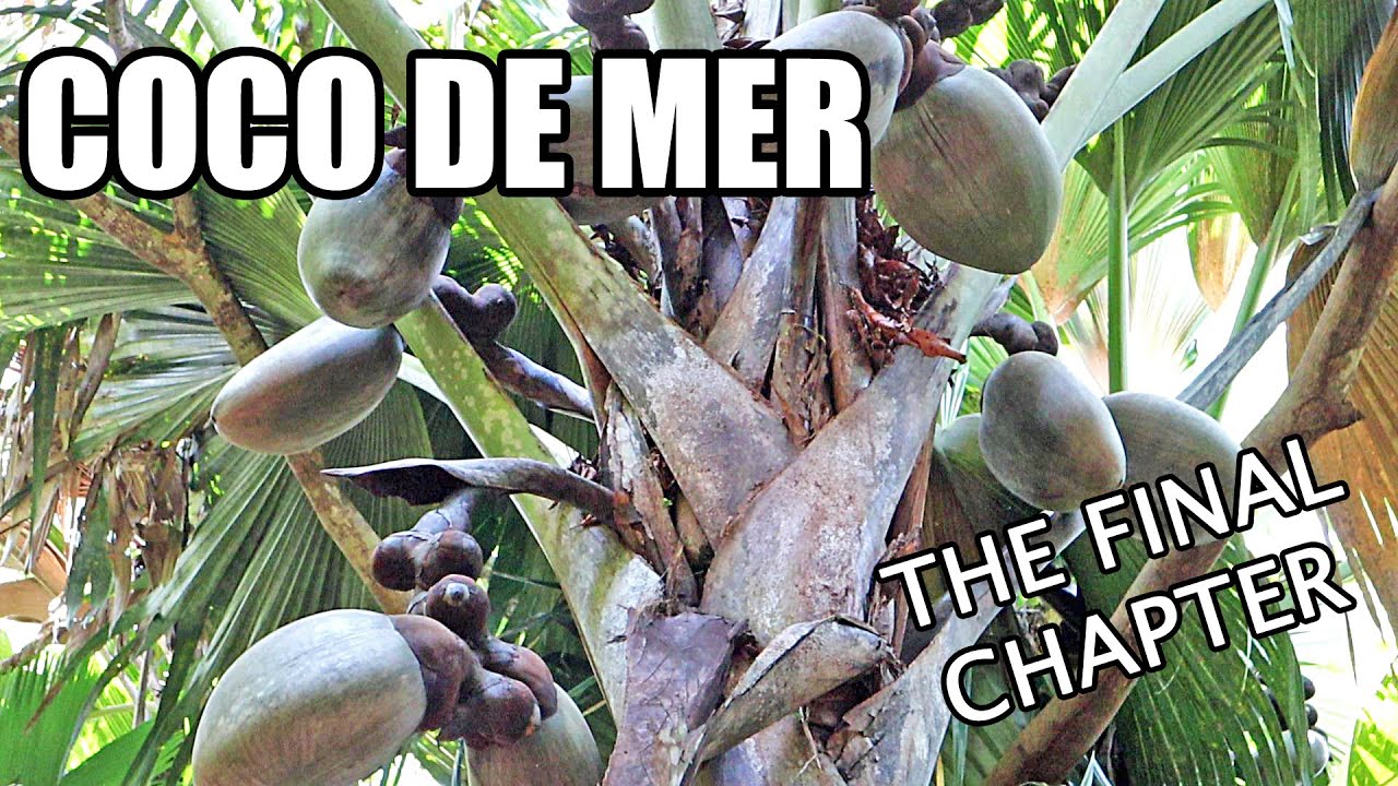 COCO DE MER: Моя охота за Древом Знаний (часть 5 из 5) - Weird Fruit Explorer, эпизод 400