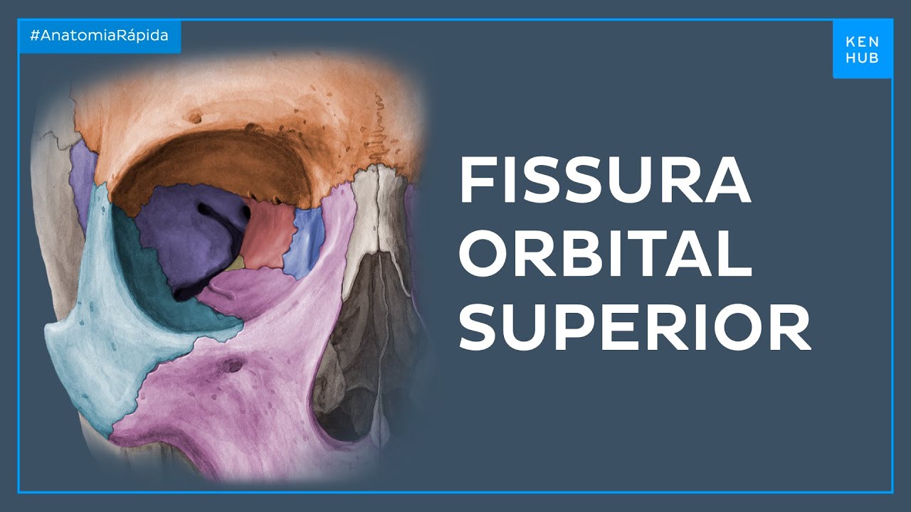 Fissura orbital superior - Anatomia Fácil | Kenhub