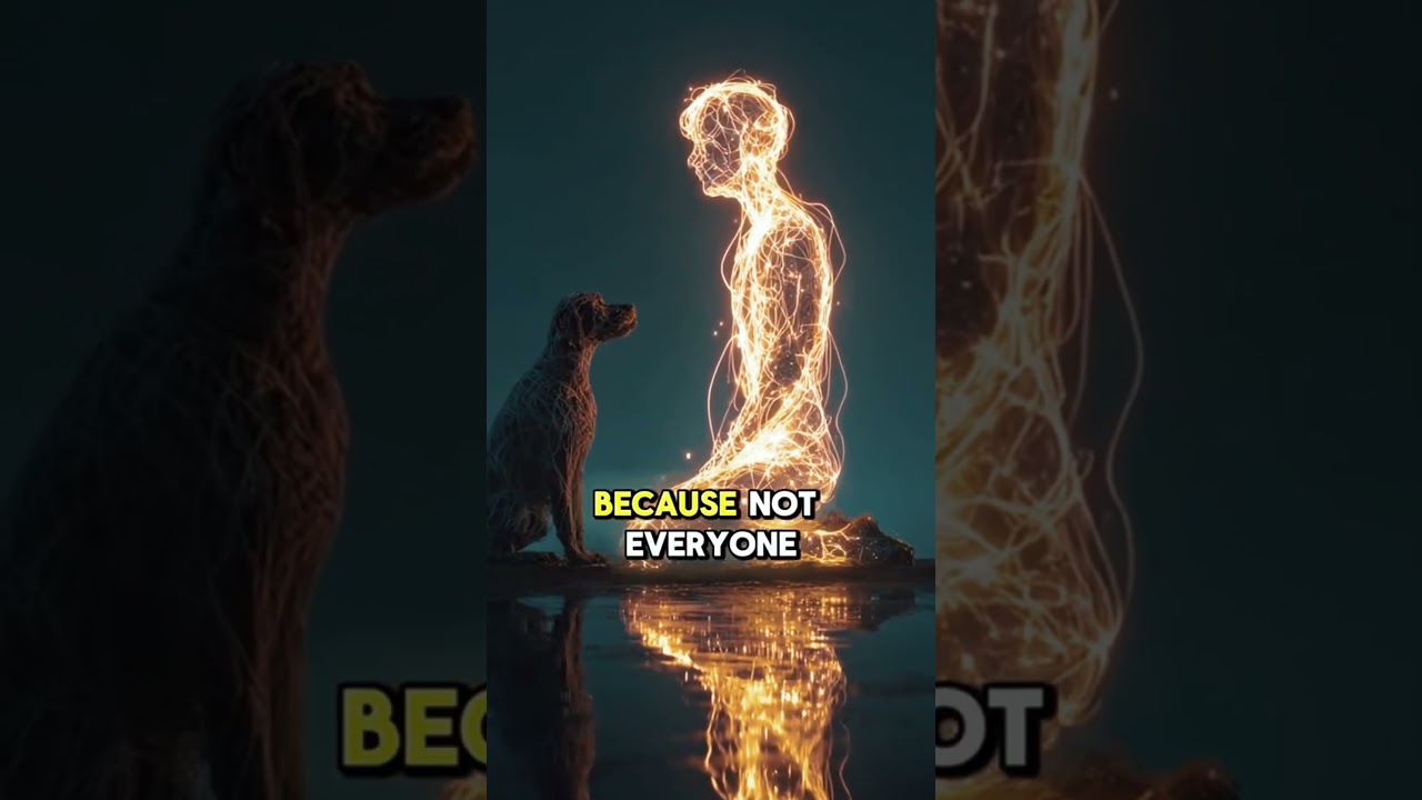 👉 Why Your Dog Follows You Everywhere | Surprising Reasons Explained! 🐶