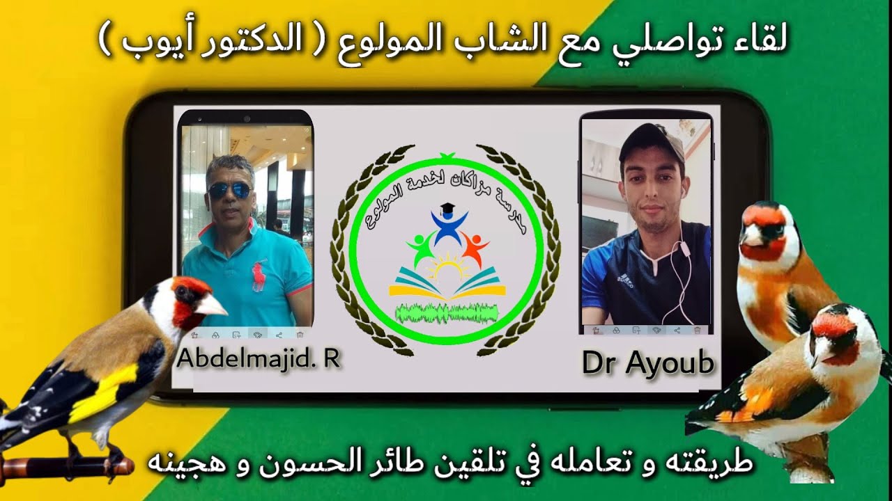 لقاء ولاعي : تلقين طائر الحسون وهجينه