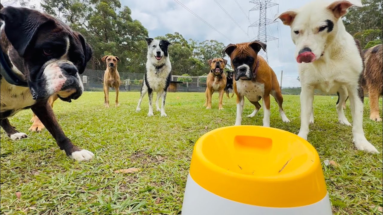 Inquisitive, curious cuties 🐕🤔💭🎾