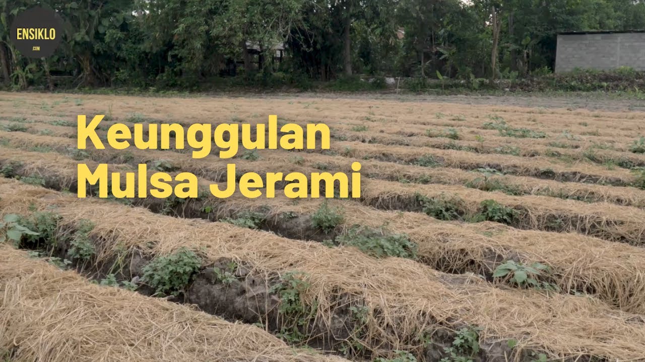 Manfaat Penting Penggunaan Mulsa Jerami pada Lahan Porang dan Holtikultura