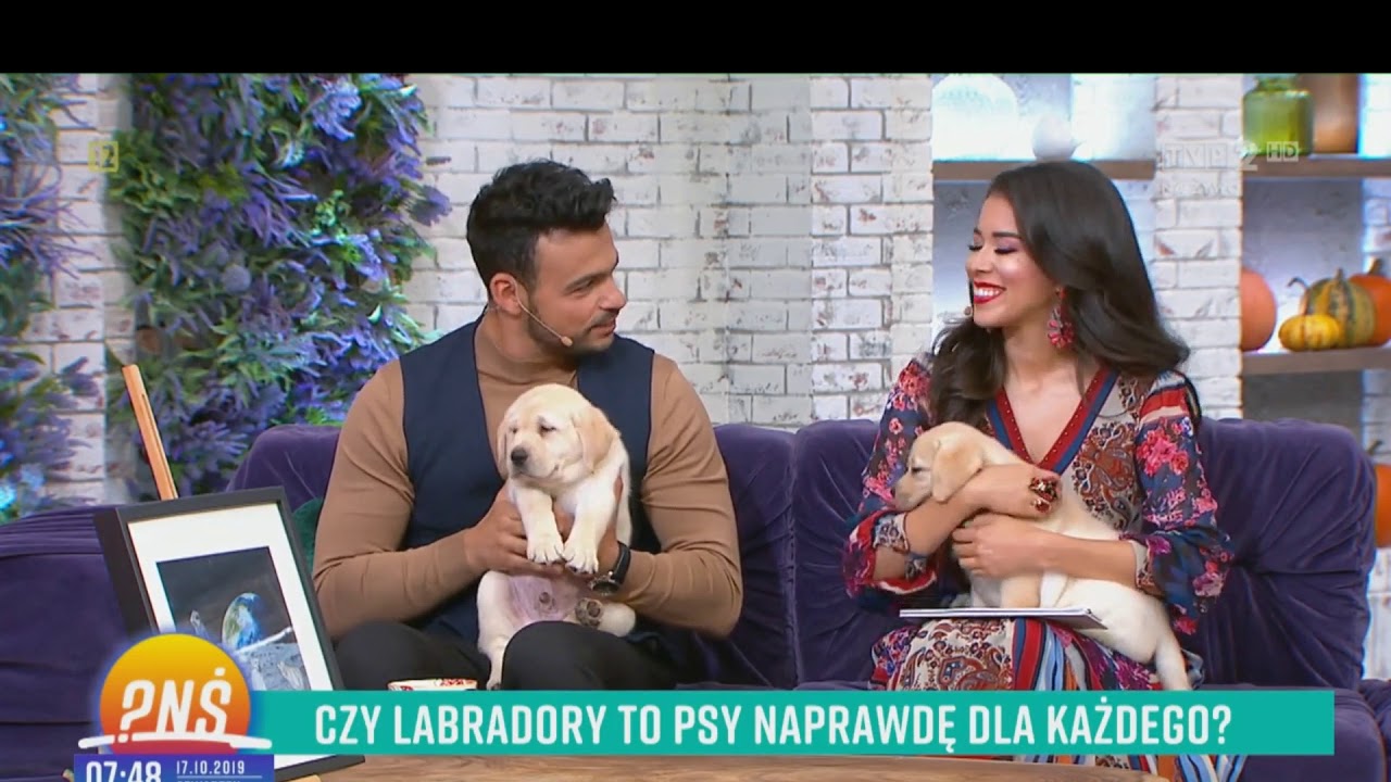 Labradory z Edel Perle w 