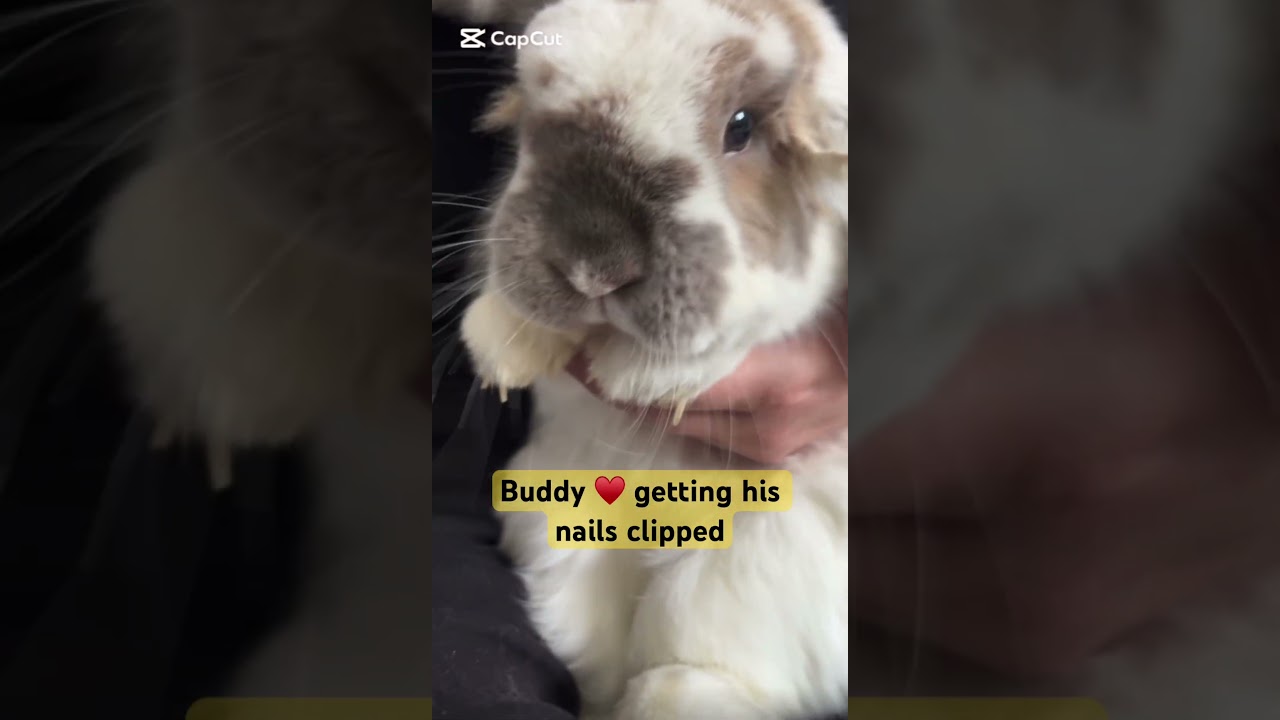 Buddy getting a manicure #bunny #rabbit #animals #pets #cuteanimals #petgrooming