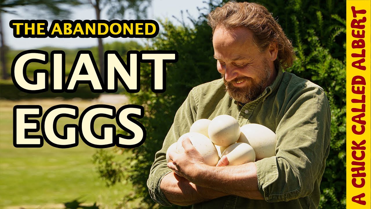 Awaiting Life In Abandoned Giant Nandu Eggs