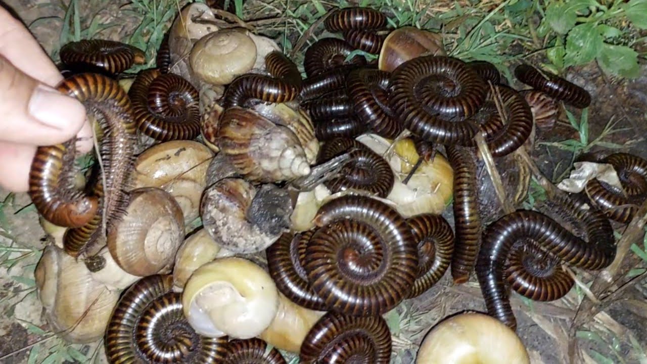 At night man y snails and millipedes come out to food#millipedes#snails#