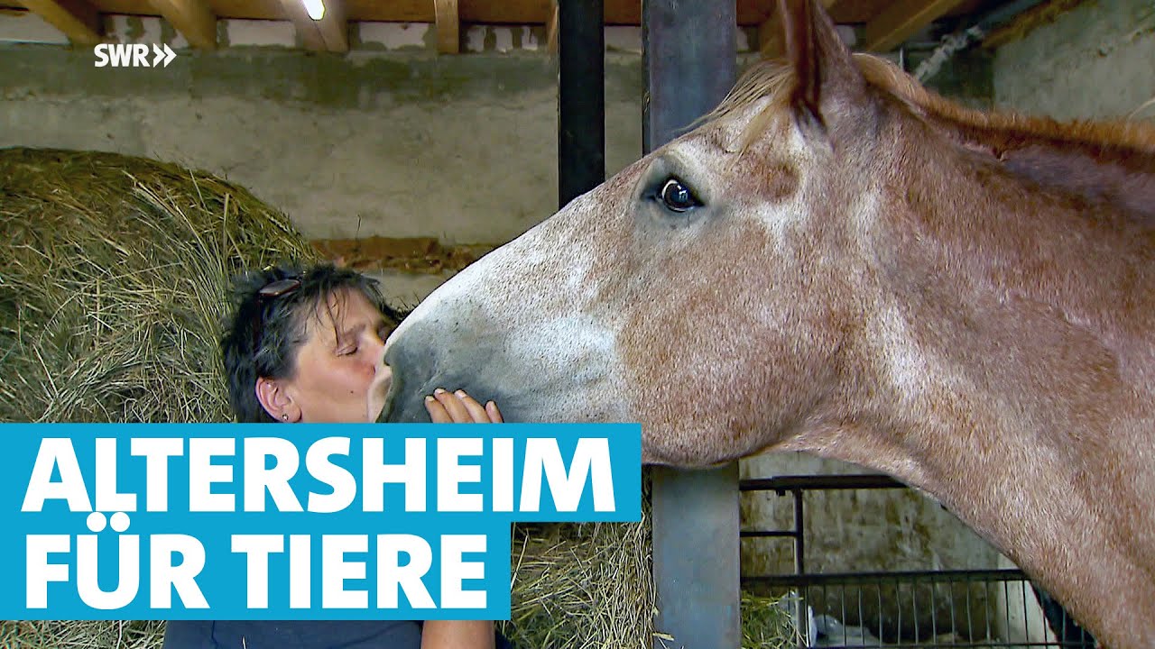 16 Hunde, 7 Esel, 7 Schafe, 6 Pferde und unzählige Vögel im Altersheim für Tiere