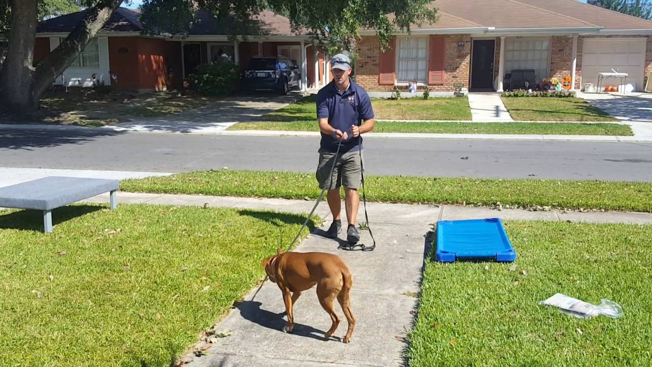 DIY Dog Training: Intro to prong collar- Pit bull mix Roux