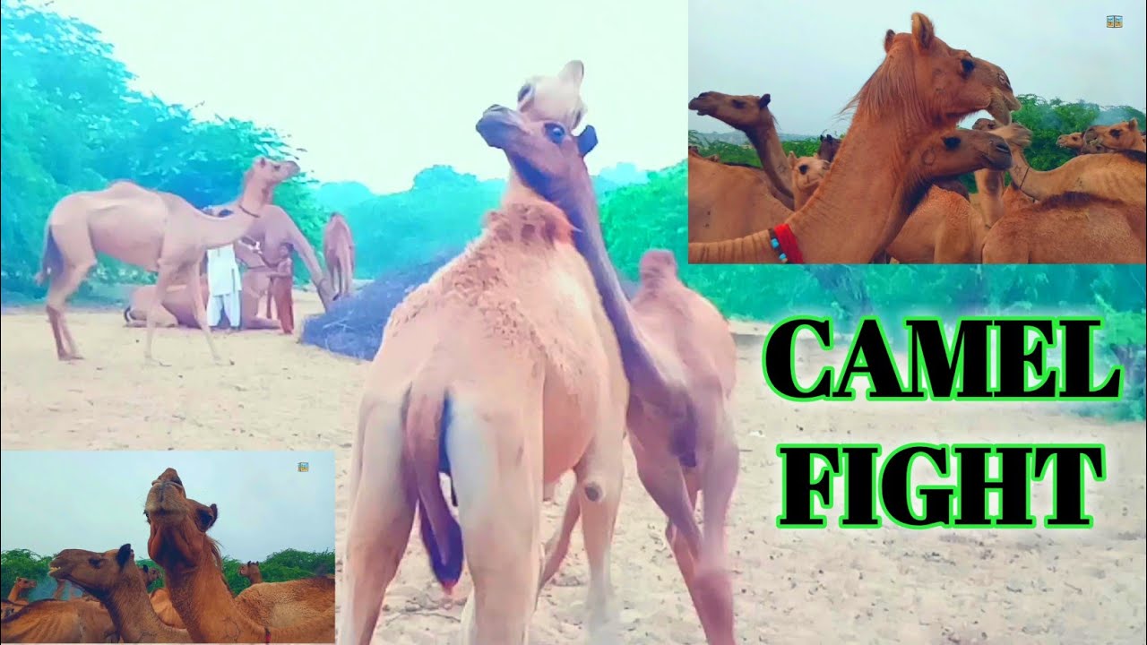 Camel Fight camel life Thari Camels Largest camel farms in desert #tharigeet