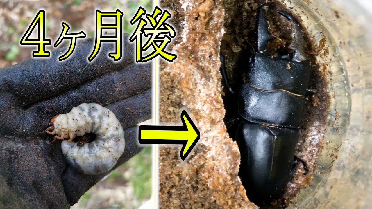 山でひろった幼虫をエサビンに入れて放置した結果【クワガタ飼育】