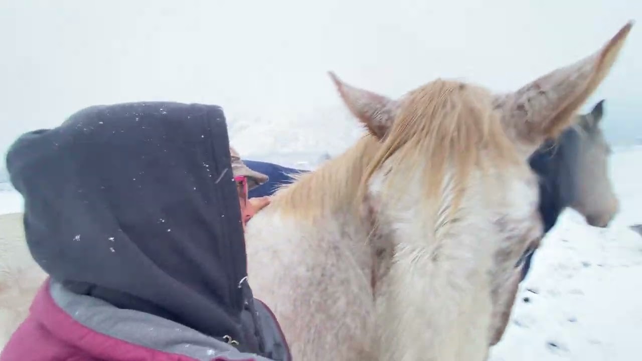 Ranger in the Snow - Camilleshorses