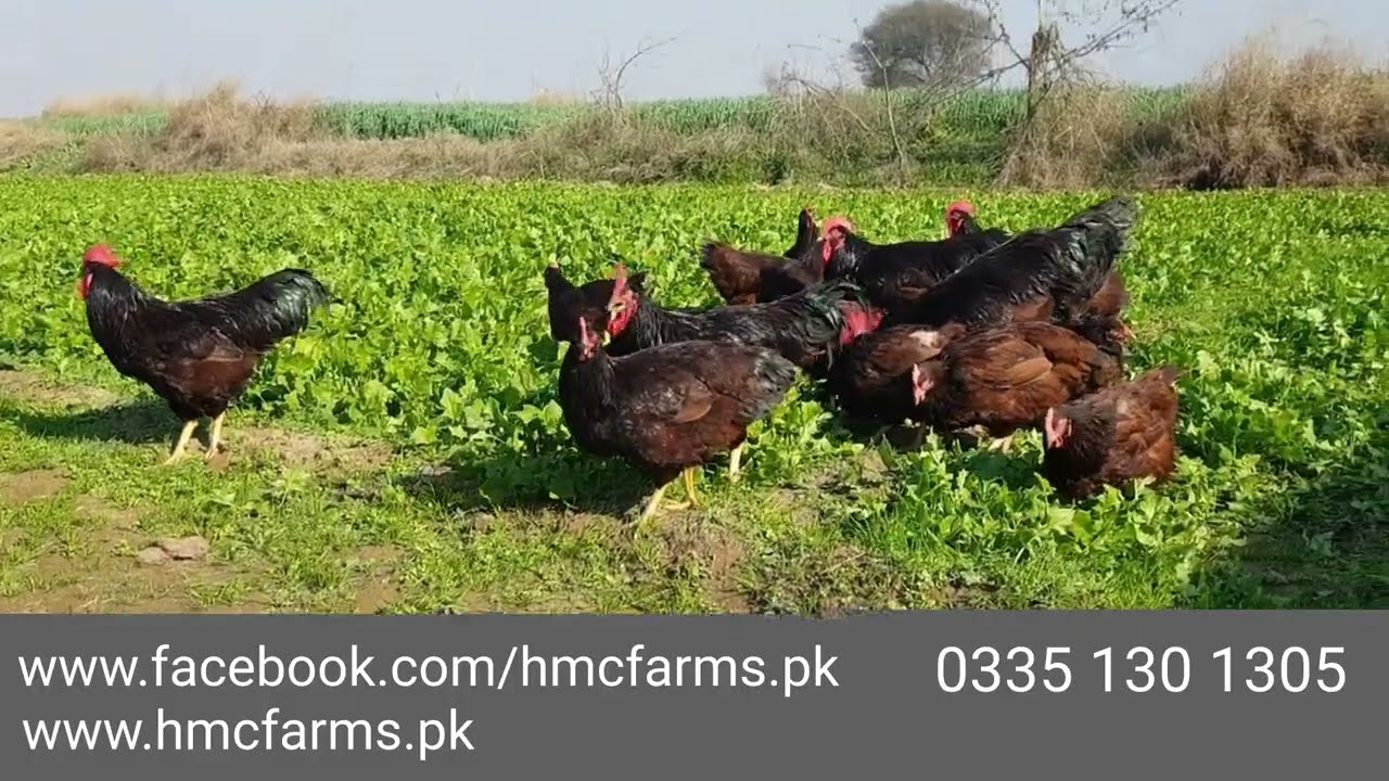 Heritage Rhode Island Red (RIR) | Poultry Farming | Fancy hens