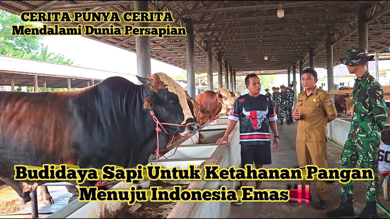 Perawatan Sapi Jumbo Hingga Penggemukan Sapi Betina Ala Mas Kentung Owner Margo Lembu