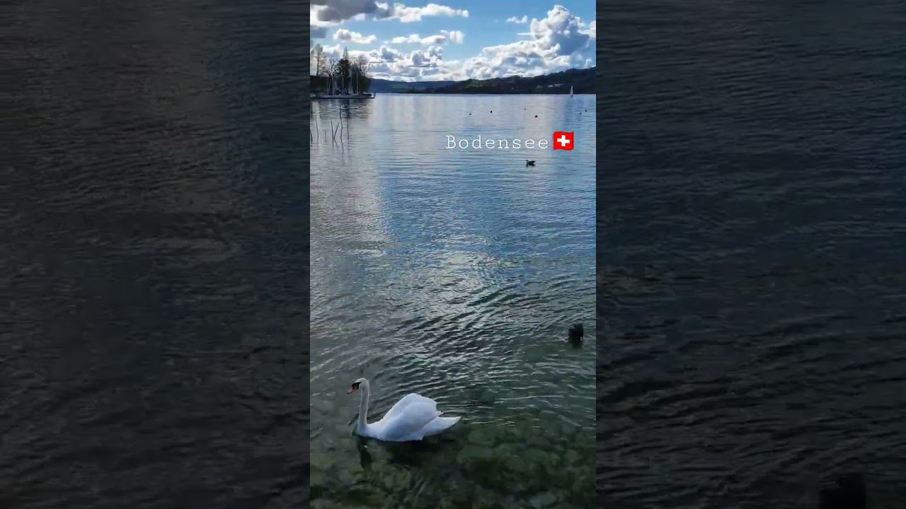 Bodensee Schweiz🇨🇭#nature #schweiz #travel #myswitzerland #bodensee #switzerland #kakazabih #suisse