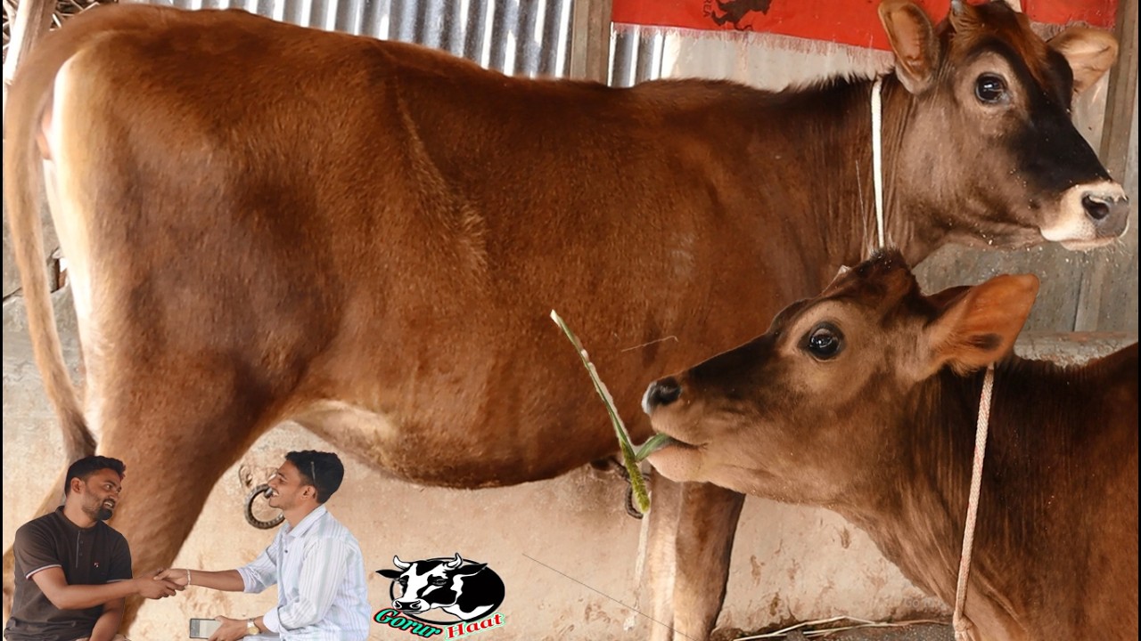 পাবনা জেলার A গ্রেডের টপ লেভেলের 100%জার্সি।রোযা উপলক্ষে একদম ছোট দামে।টাকা দিয়ে টাকা কিনুন।গরুরহাট