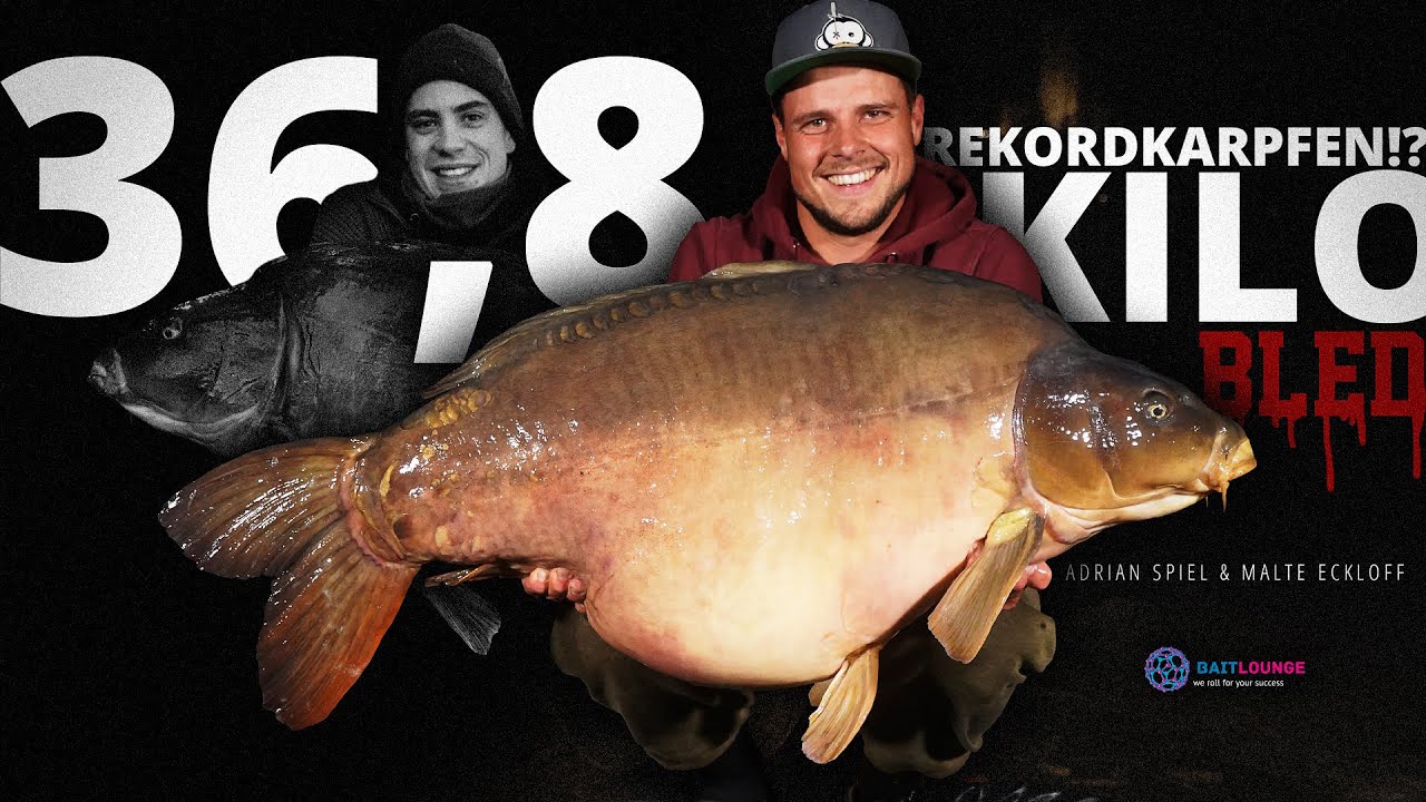 36,8 Kilo Rekordkarpfen aus Bled | Slowenien | Boilie | Karpfenangeln