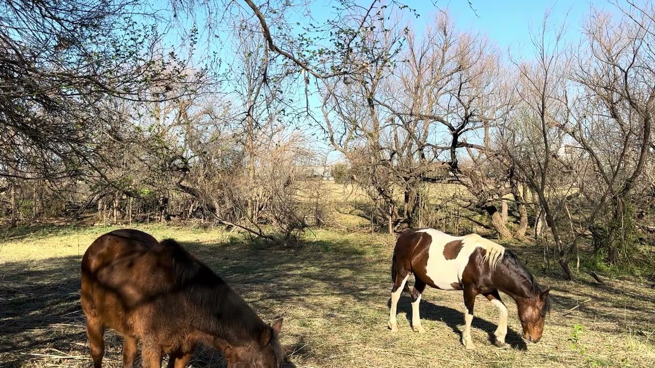 6 Minutes Of Horses Grazing - ENJOY