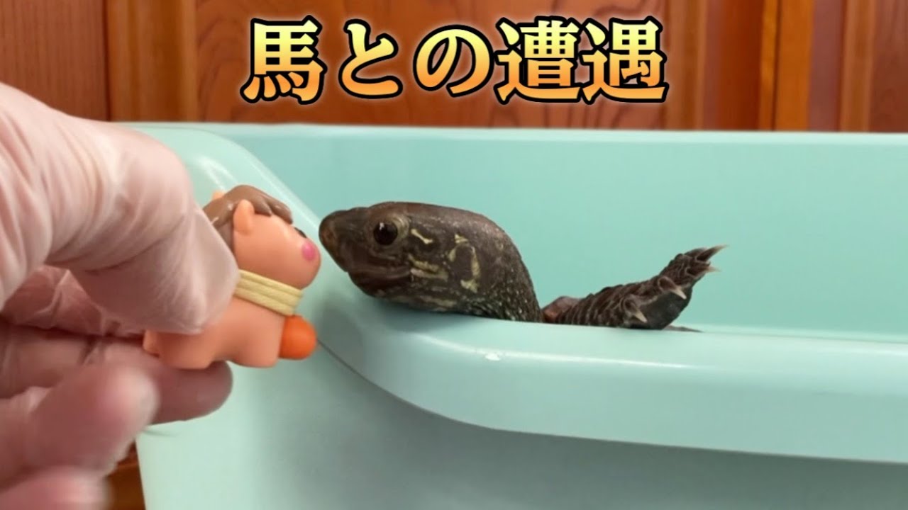 馬と遭遇した亀 クサガメベビーつくの成長記253 亀飼育 クサガメ かわいい オス 爬虫類 なつく 慣れる 2026 干支 Reeves turtle and horse.
