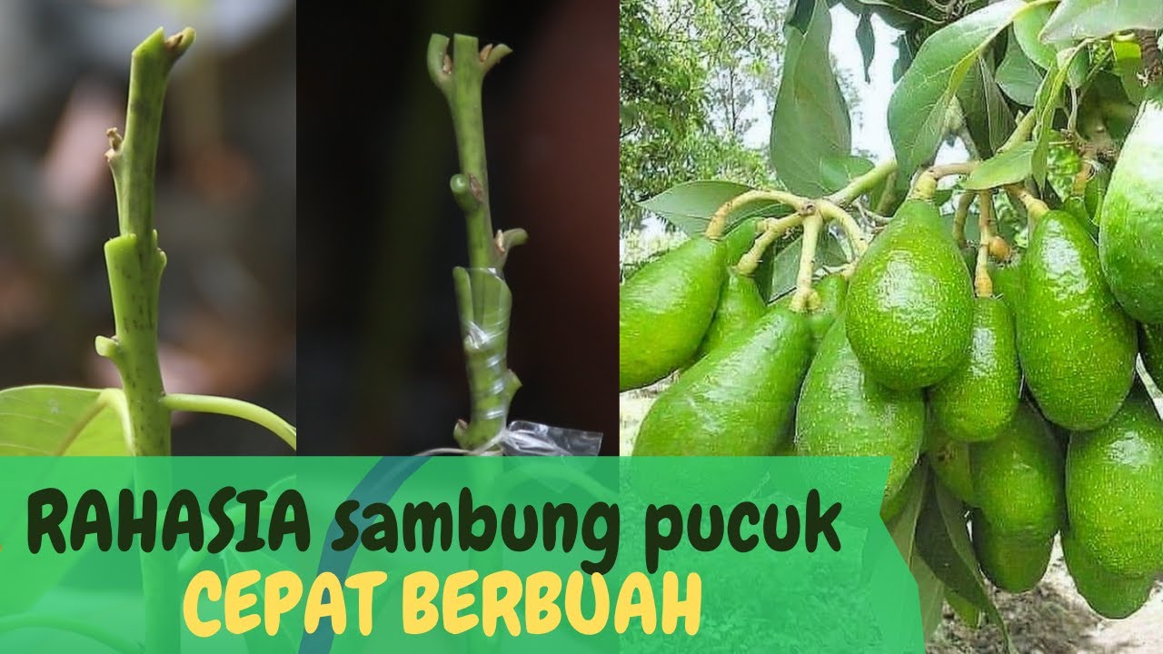 SAMBUNG PUCUK ALPUKAT PALING EFEKTIF JAMIN CEPAT BERBUAH LEBAT
