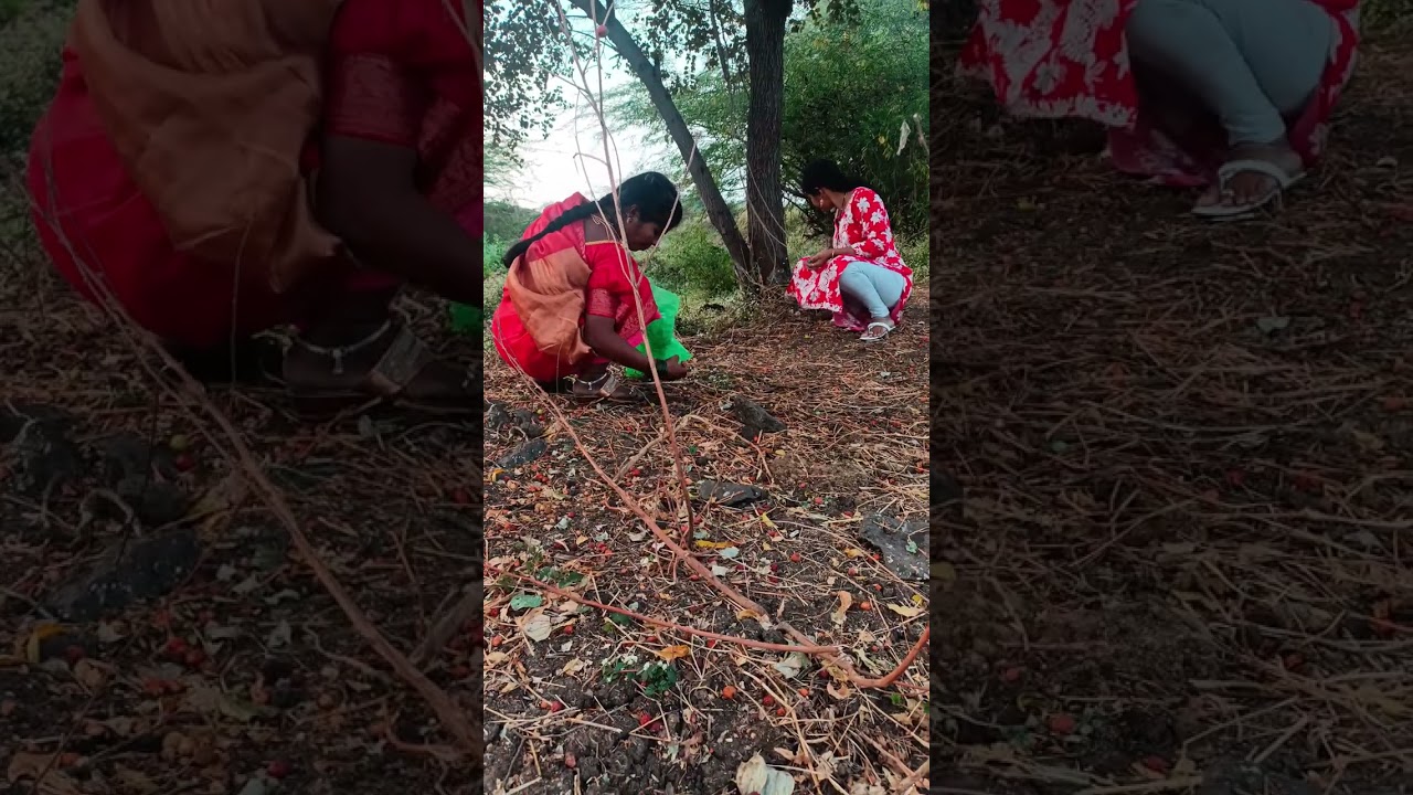 खूप वर्षांनी माहेरच्या शेतात गेले/ शेतातील मज्जा😍/#dailyvlog 